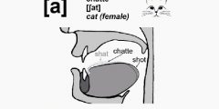 Vowels French Pronunciation