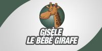 Gisèle le bébé girafe
